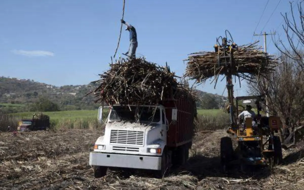 Desde hace más de dos semanas la CNC dio a conocer que el pago por la zafra pasada se había retrasadoCUARTOSCURO